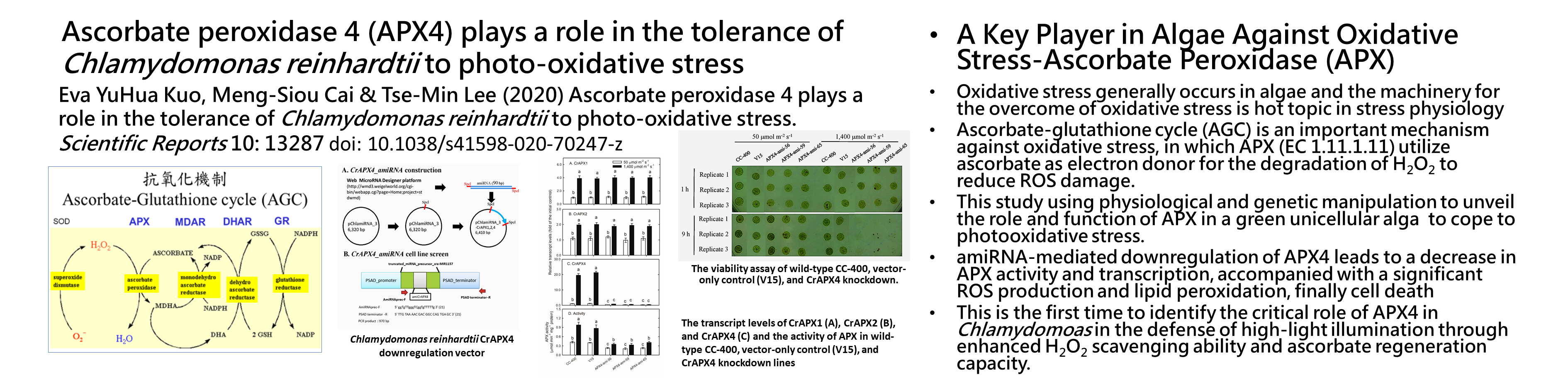 Ascorbate peroxidase 4 (APX4) plays a role in the tolerance of Chlamydomonas reinhardtii to photo‑oxidative stress